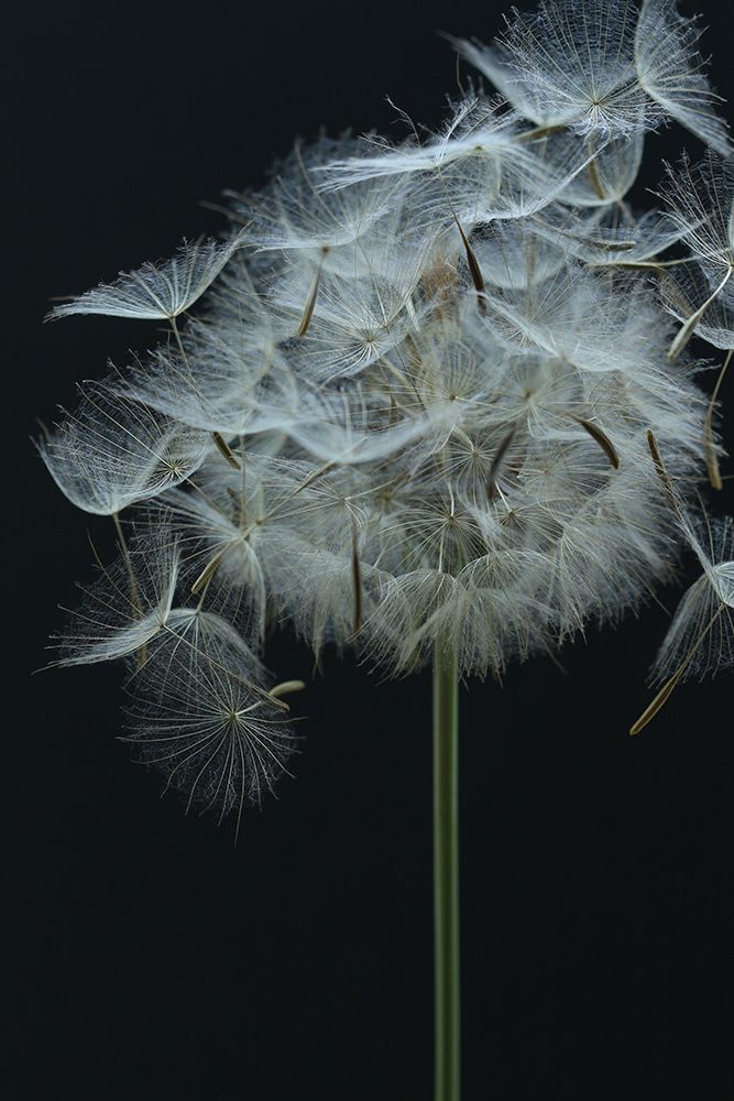 Salsify Seed Head art print by Alyson Fennell for $57.95 CAD
