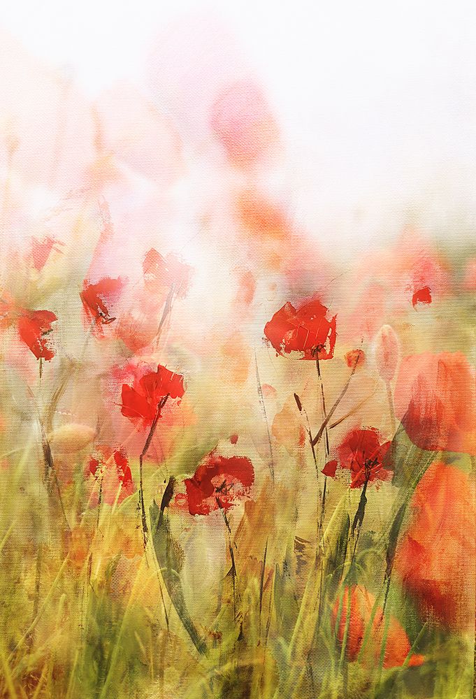 Poppies Iv art print by Ellen van Deelen for $57.95 CAD