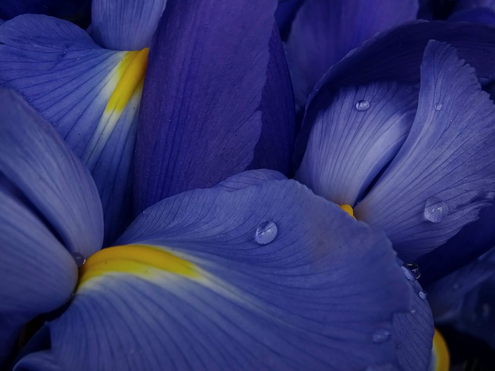 Irises art print by Ivan Lesica for $57.95 CAD