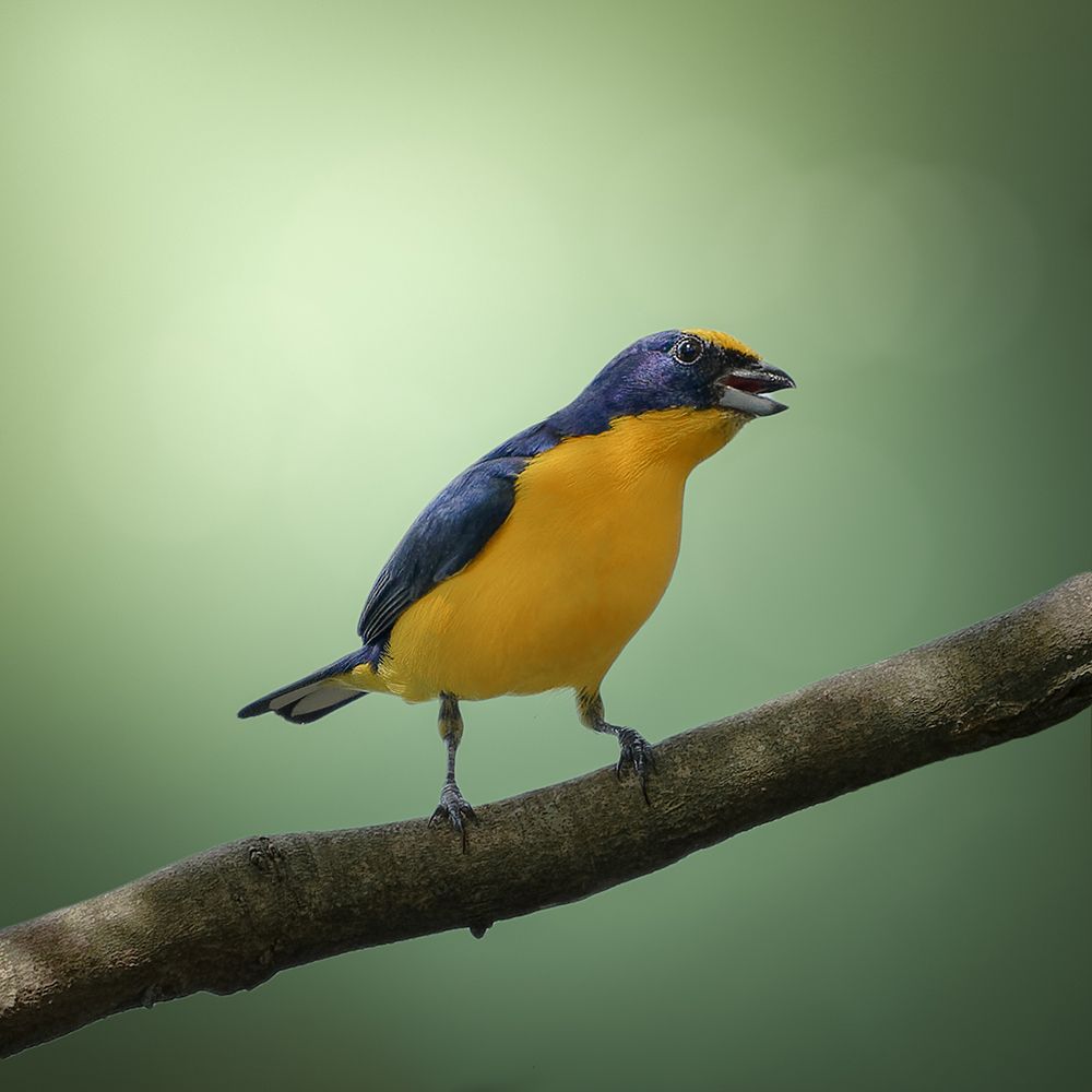Thick-Billed Euphonia art print by Lisandro Perez for $57.95 CAD