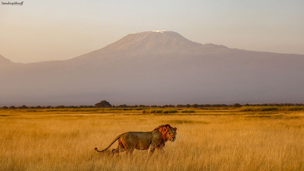 Male Lion And Mt Kilimanjaro art print by Sandeep Shroff for $57.95 CAD