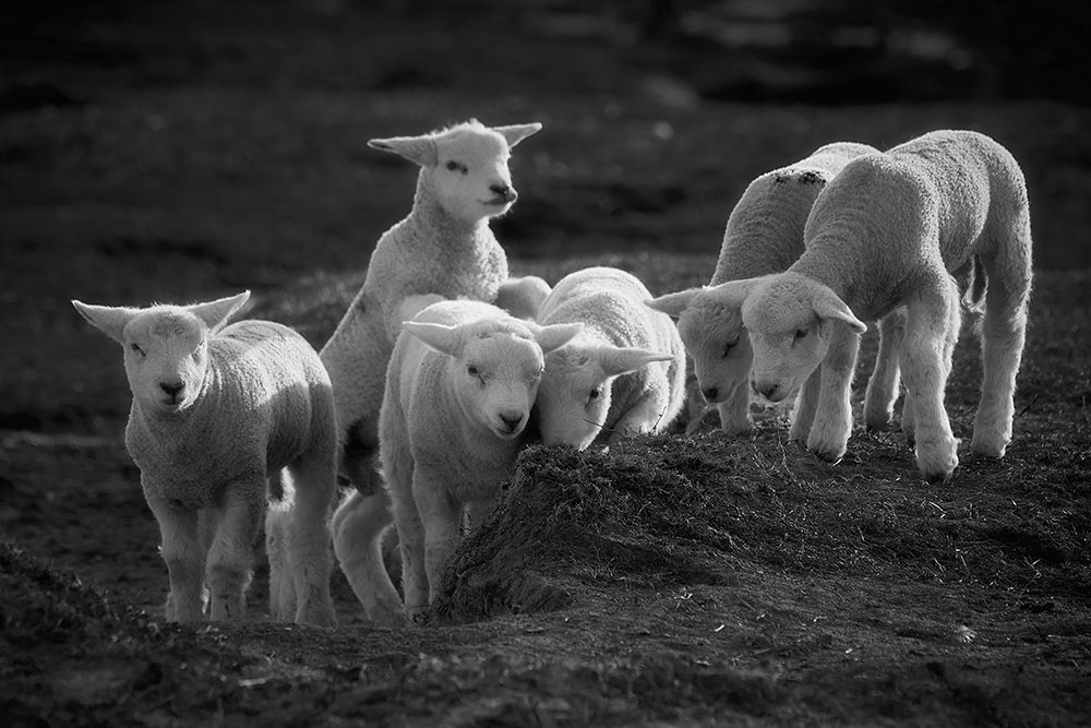 Lambs Discover The World art print by Bodo Balzer for $57.95 CAD