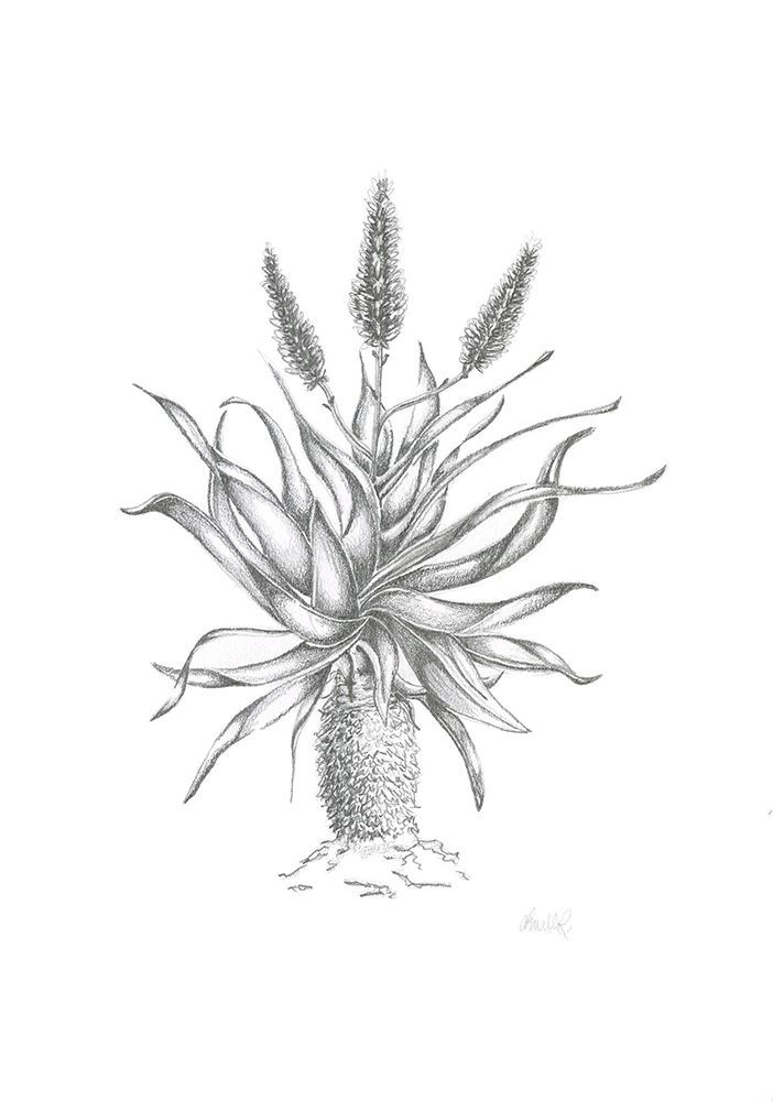 Aloe art print by Lor Muller for $57.95 CAD