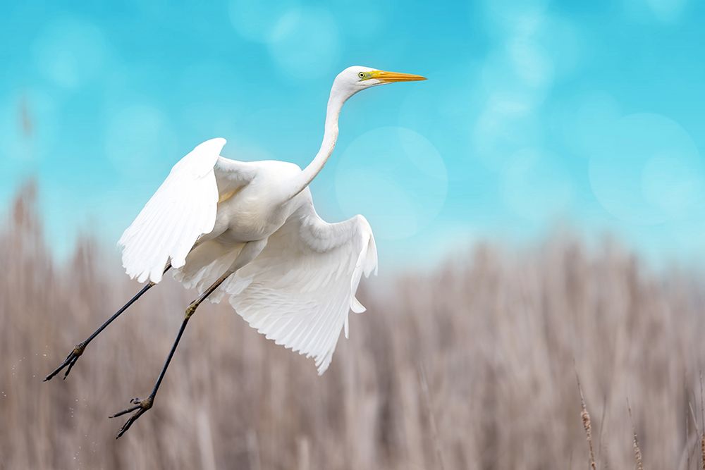 Great Egret Taking Off art print by Eyal Bar Or for $57.95 CAD