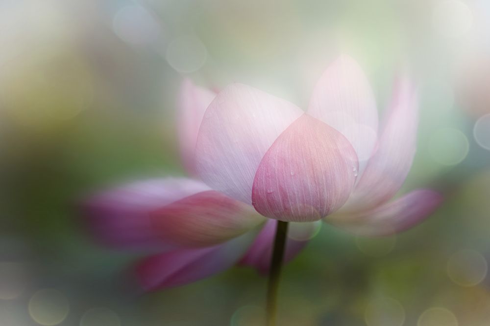 Lotus Dreamy art print by YoungIl Kim for $57.95 CAD
