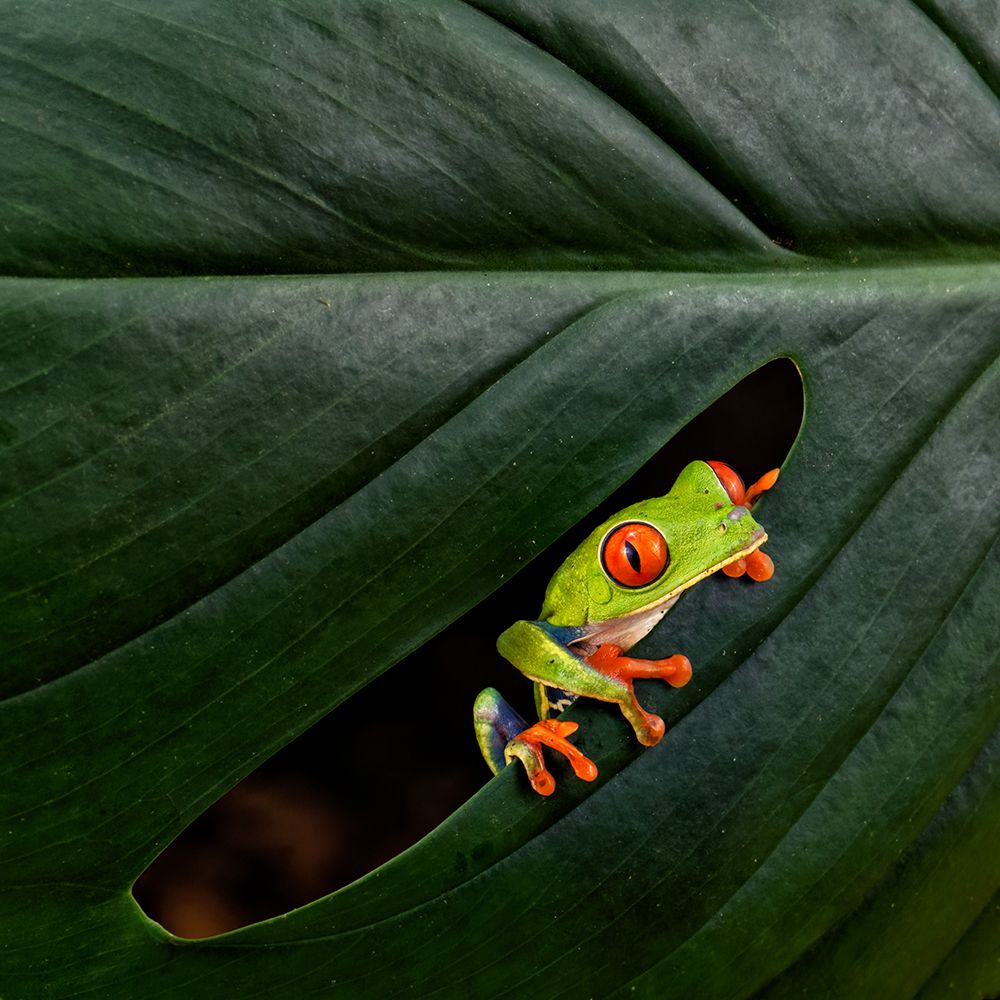 A Red-Eyed Tree Frog art print by Sheila Xu for $57.95 CAD