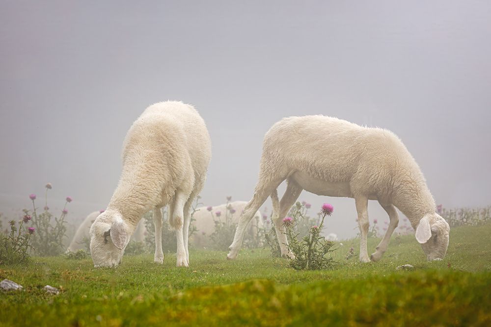 Sheeps in the Mist art print by Davorin Baloh for $57.95 CAD