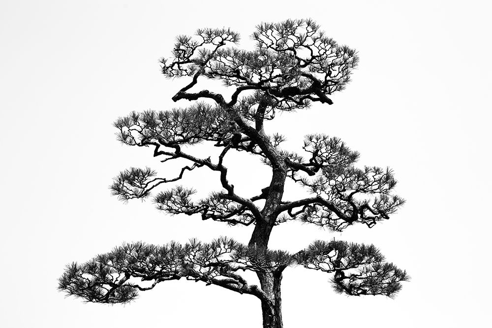 Japanese pine art print by Andrea Nero for $57.95 CAD