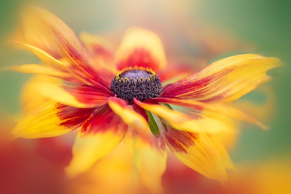 Vibrance art print by Jacky Parker for $57.95 CAD