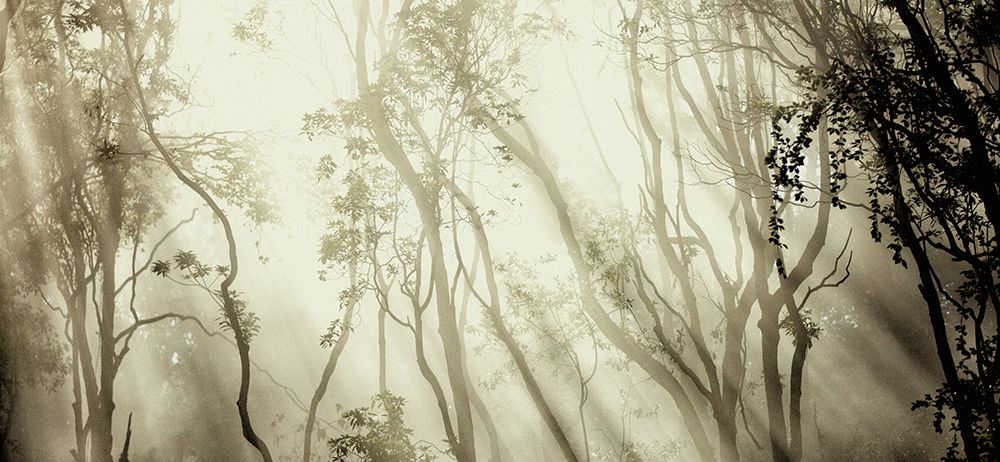 Fog art print by Jorge Feteira for $57.95 CAD