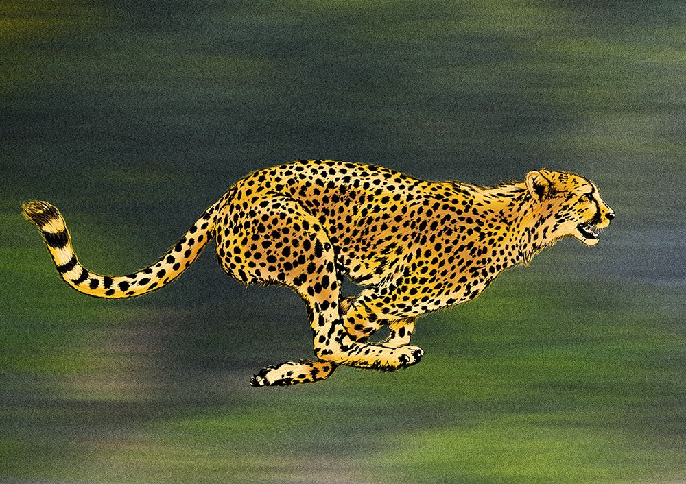 Cheetah Full Sprint art print by Carlo Kaminski for $57.95 CAD