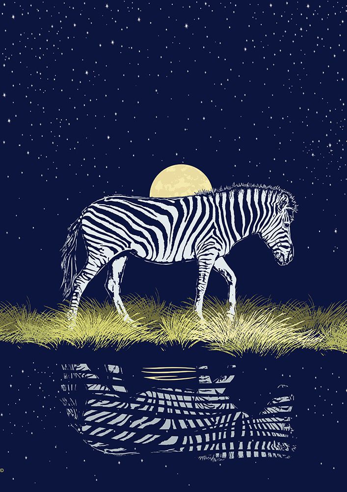 Zebra At Waterhole Moonrise art print by Carlo Kaminski for $57.95 CAD