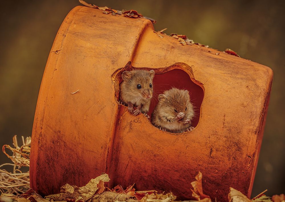 Harvest Mice In Plant Pot art print by David Bennion for $57.95 CAD