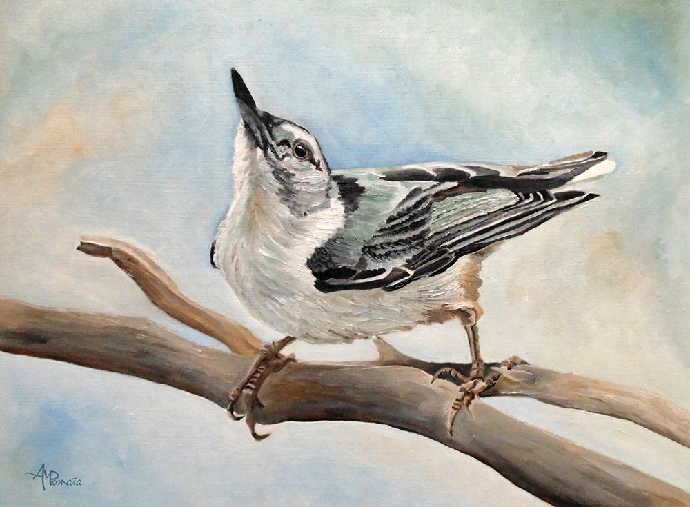 Tuning In   White Breasted Nuthatch art print by Angeles M. Pomata for $57.95 CAD