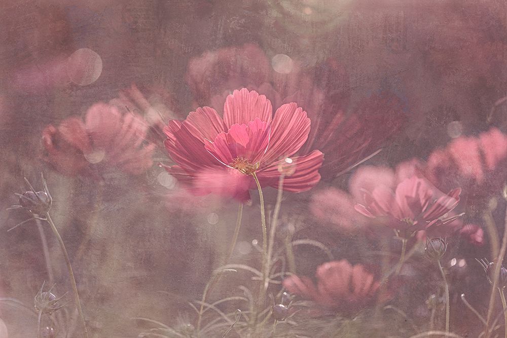 Cosmos Garden art print by Molly Fu for $57.95 CAD