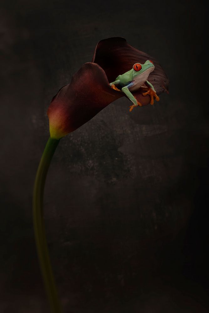 Portrait Of A Red Eyed Tree Frog art print by Linda D Lester for $57.95 CAD