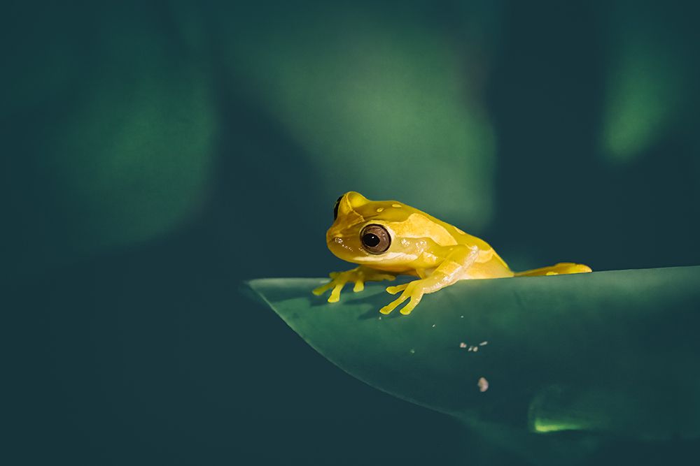 Yellow Tree Frog art print by Siyu and Wei for $57.95 CAD