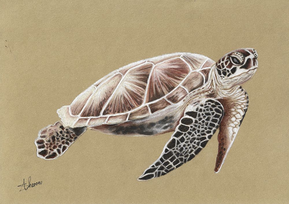 Sea Turtle art print by Sunet Theron for $57.95 CAD