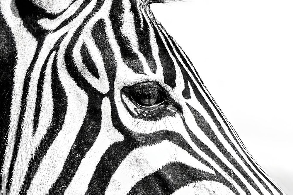Zebra In Black A White art print by Naomi Lupton for $57.95 CAD