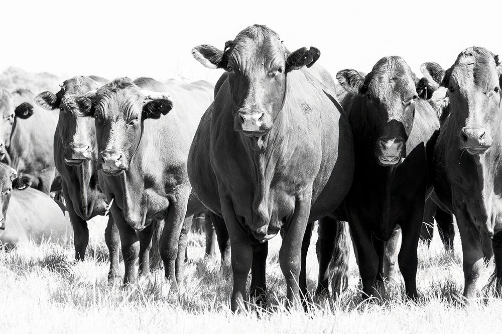 Herd In Black A White art print by Naomi Lupton for $57.95 CAD