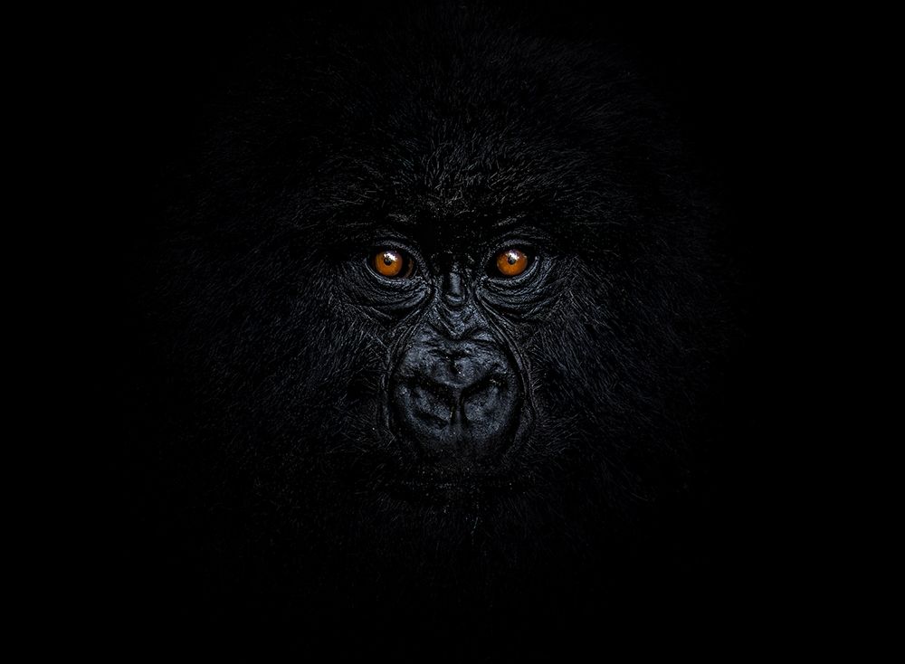 Baby Mountain Gorilla art print by Raffi Bashlian for $57.95 CAD