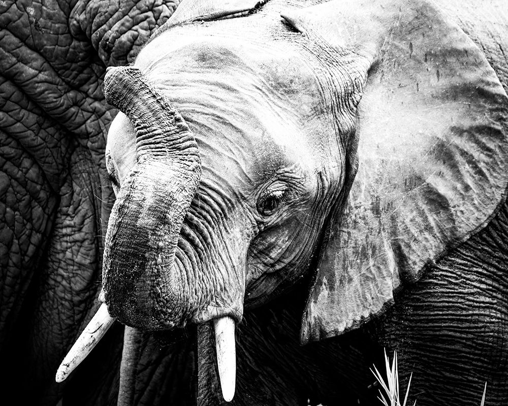 Elephant Calf art print by Naomi Lupton for $57.95 CAD