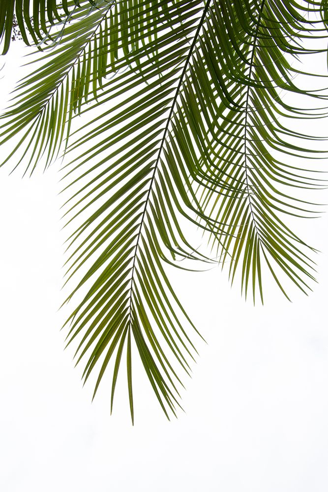 Palm Leaves Foliage Photo Ii art print by Amini54 for $57.95 CAD