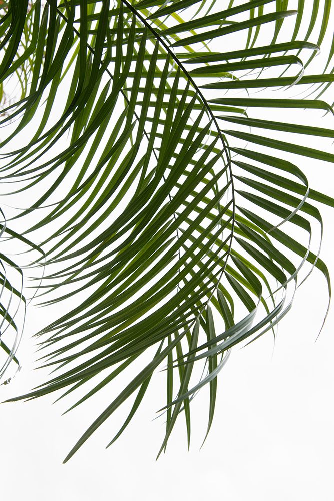 Palm Leaves Foliage Photo I art print by Amini54 for $57.95 CAD