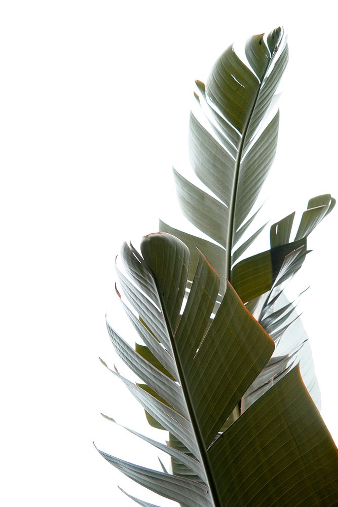 Travellers Palm Leaves Photo 05 art print by Amini54 for $57.95 CAD