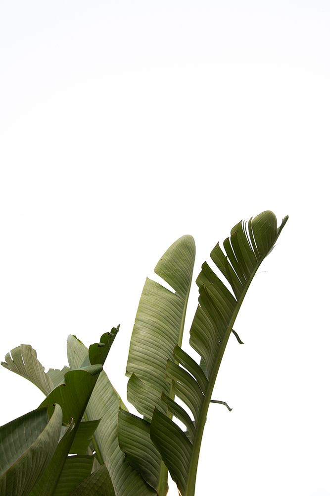 Travellers Palm Leaves Foliage Photo 07 art print by Amini54 for $57.95 CAD