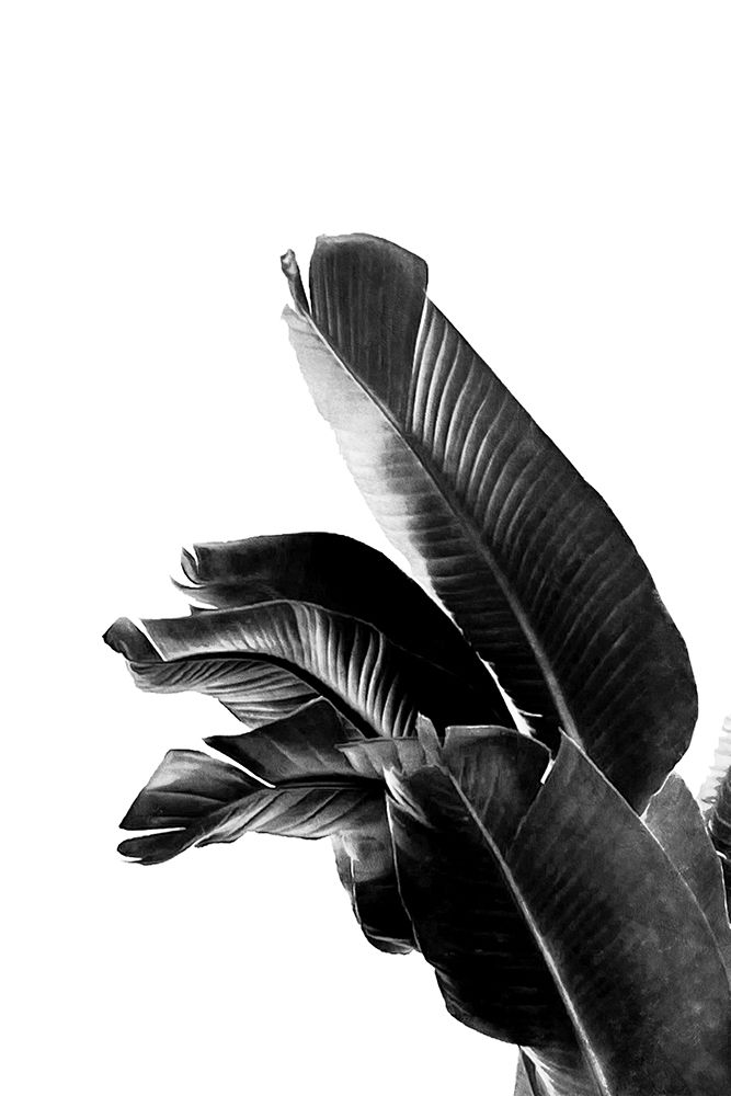 Bird Of Paradise Plant Black And White 01 art print by Amini54 for $57.95 CAD