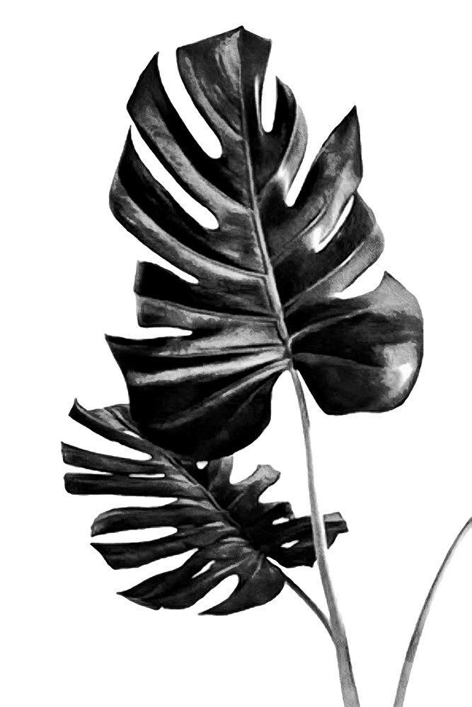 Monstera Black And White 01 art print by Amini54 for $57.95 CAD
