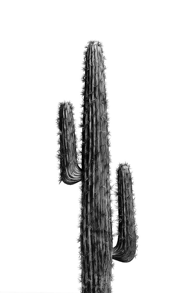 Cactus Black And White 01 art print by Amini54 for $57.95 CAD