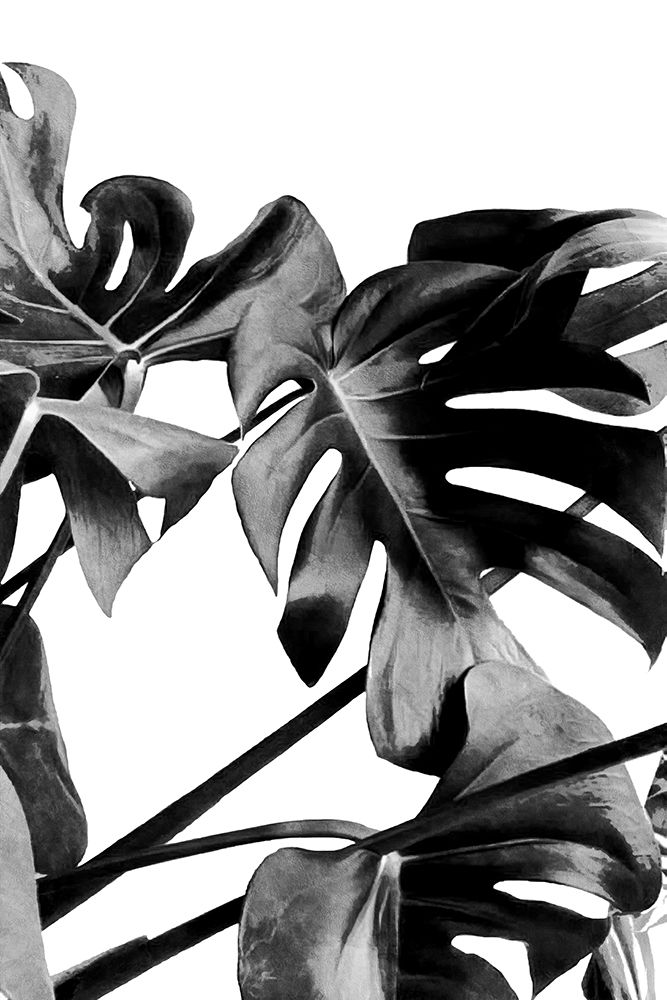 Monstera Black And White 06 art print by Amini54 for $57.95 CAD