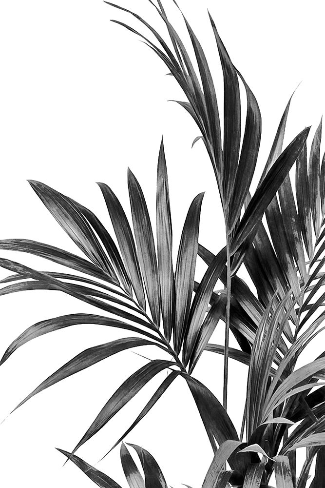 Palm Leaves Black And White 01 art print by Amini54 for $57.95 CAD