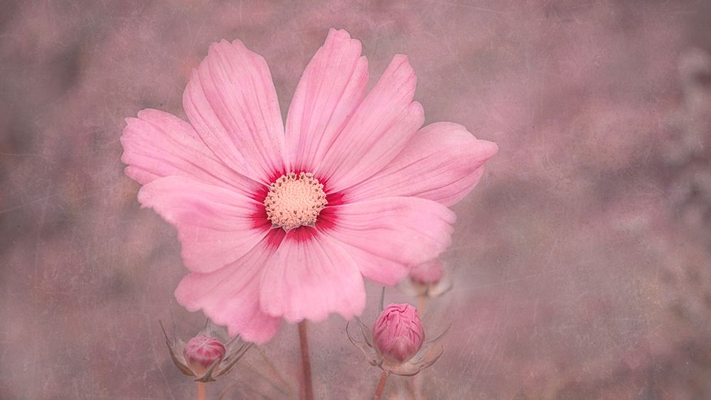 Pink 2 art print by Marie-anne Stas for $57.95 CAD