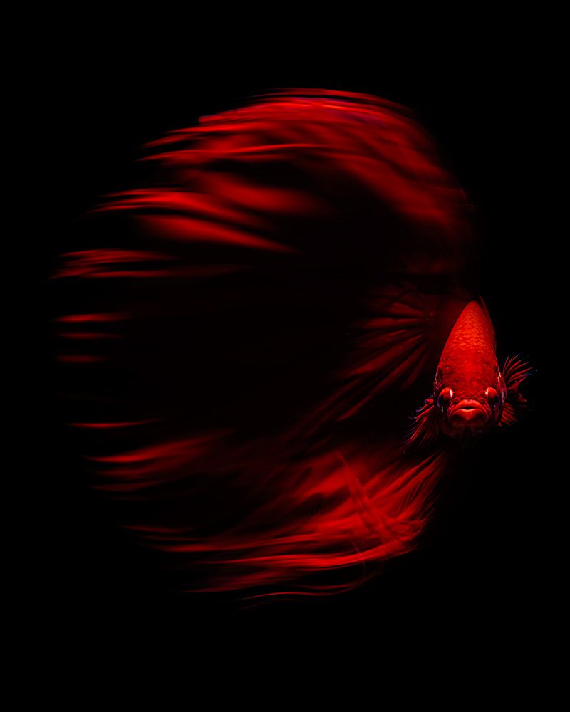 The Red Betta art print by Andi Halil for $57.95 CAD