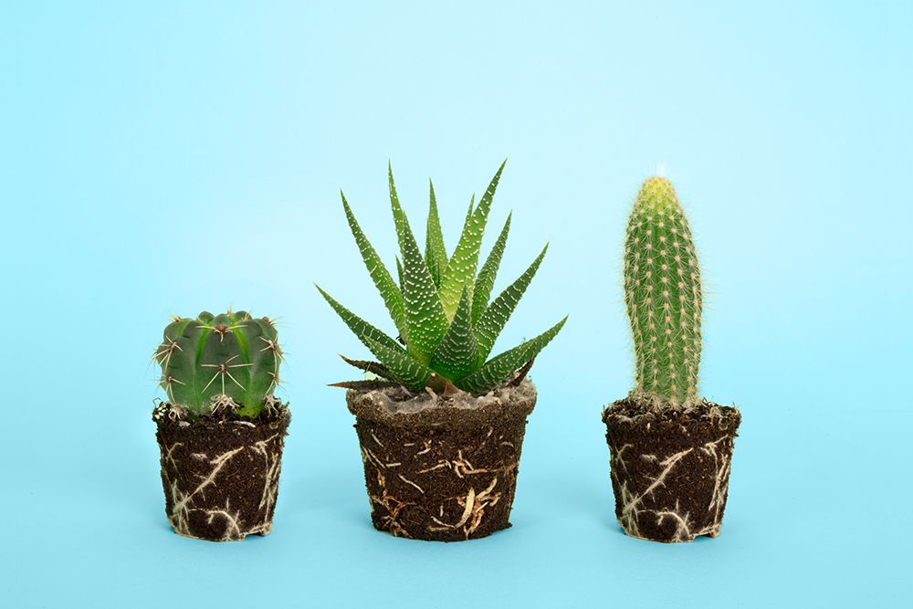 Cactus art print by Julia Ramiro for $57.95 CAD