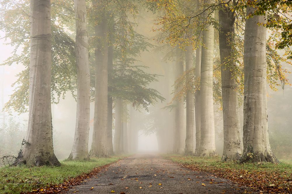 Beech Trees In Autumn Fog art print by van der Hilda for $57.95 CAD