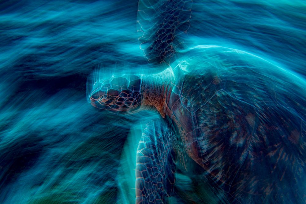 The Ghost Turtle art print by Andrea Izzotti for $57.95 CAD