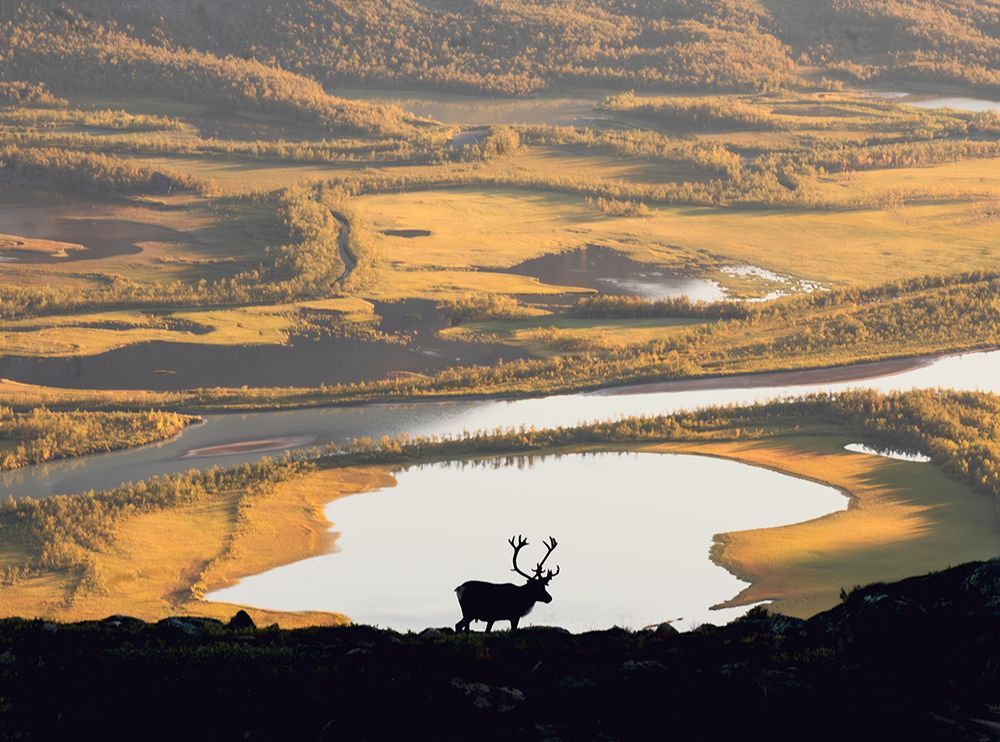 Reindeer in Swedish landscape art print by Matyas Rind for $57.95 CAD