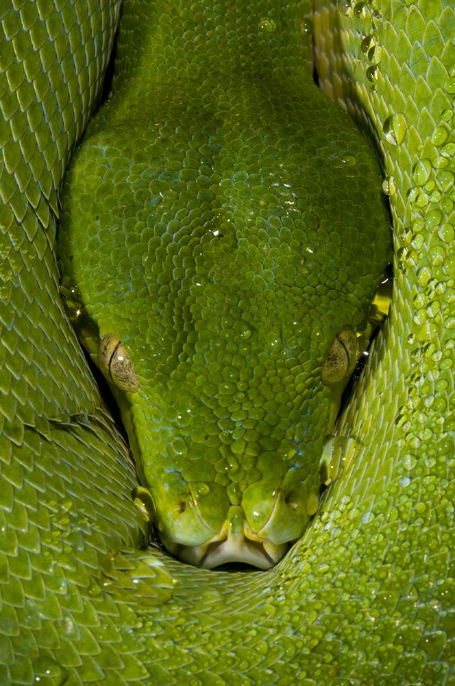 Morelia viridis - Green Tree Python art print by Thor Hakonsen for $57.95 CAD