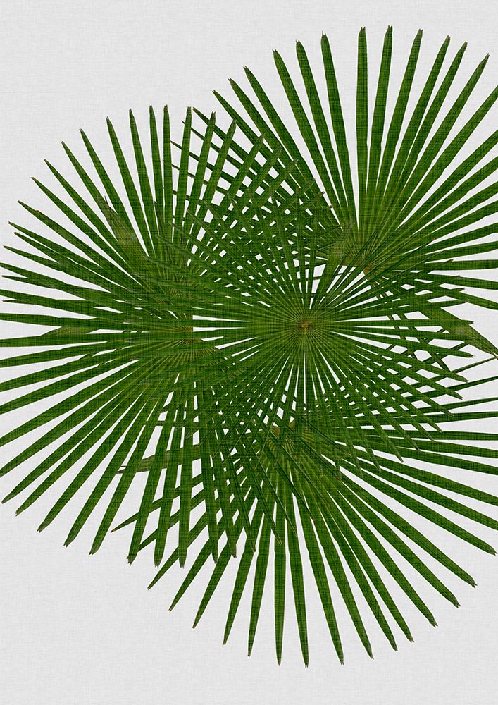 Fan Palm art print by Orara Studio for $57.95 CAD