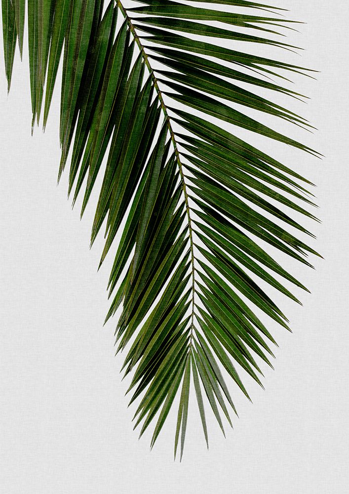 Palm Leaf I art print by Orara Studio for $57.95 CAD