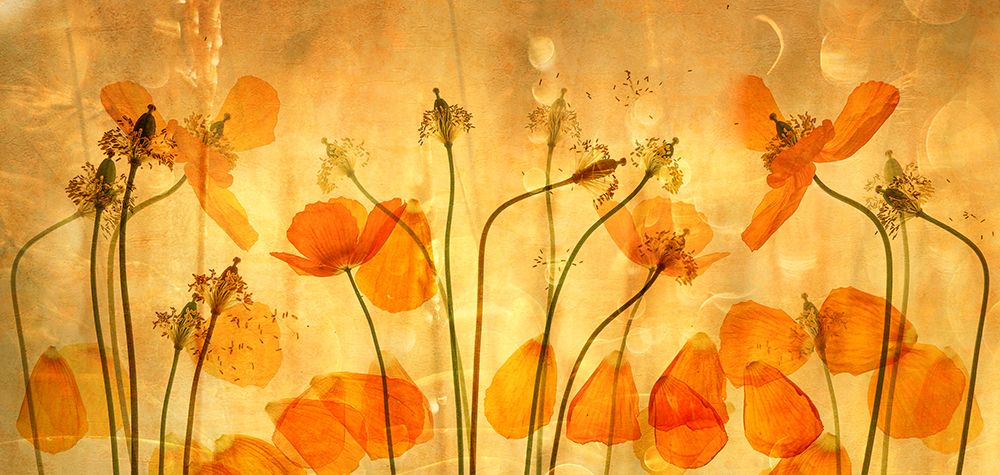 The Stadia Of Poppies art print by Hilda Van Der for $57.95 CAD
