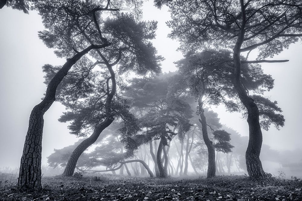 Dancing Trees art print by Tiger Seo for $57.95 CAD