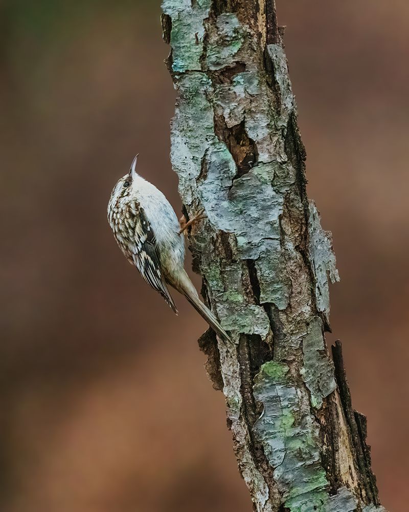 Brown Creeper art print by Xiao Cai for $57.95 CAD