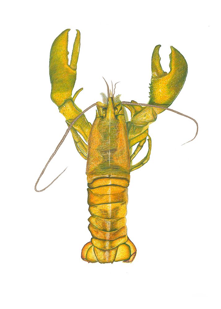 Lobster art print by Akin Durodola for $57.95 CAD