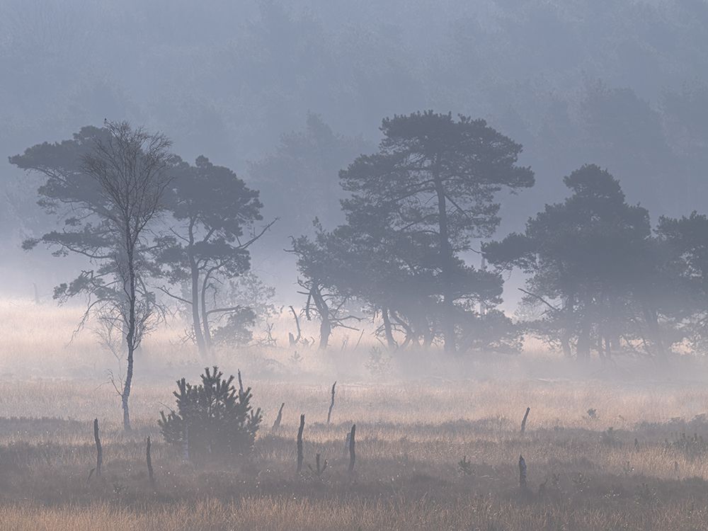 Kalmthoutse Heide With Ground Fog art print by Henk Goossens for $57.95 CAD