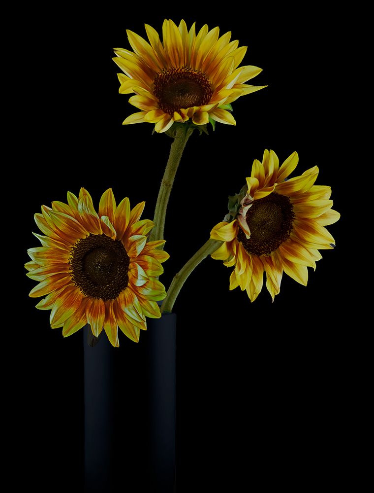 Sunflowers In Shadows art print by Jlloydphoto for $57.95 CAD